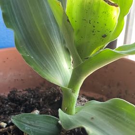 Photo of the plant species Murdannia by @YesPhlox87 named Drake on Greg, the plant care app
