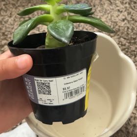 Photo of the plant species Black Echeveria by @FocusedPansy99 named Aria on Greg, the plant care app