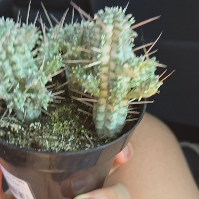 Photo of the plant species Variegated Corncob Cactus by @SocialGoatweed named Scarlett on Greg, the plant care app