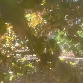 Photo of the plant species Cherry Plum by @GroovyGuapilla2 named Curie on Greg, the plant care app