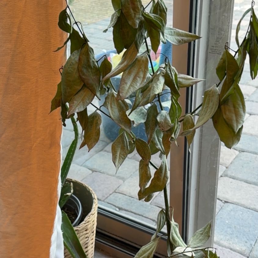 Photo of the plant species True cinnamon tree by @ZippyChamise12 named Spicey on Greg, the plant care app