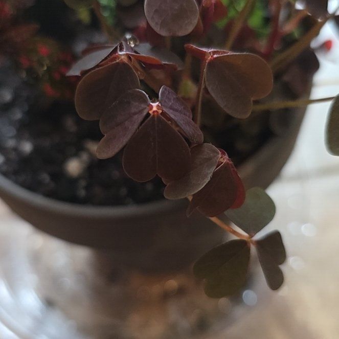 Photo of the plant species Creeping Woodsorrel by @FunRuby75 named Tree Diddy on Greg, the plant care app