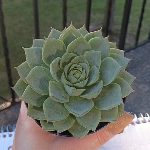 Photo of the plant species Echeveria 'Green Gilva' by @RadAchiote68 named Succulent on Greg, the plant care app
