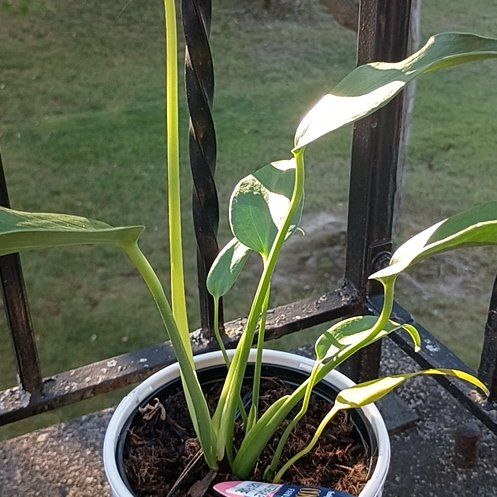 Photo of the plant species Marx Flame by @RadAchiote68 named Spike Leaves on Greg, the plant care app
