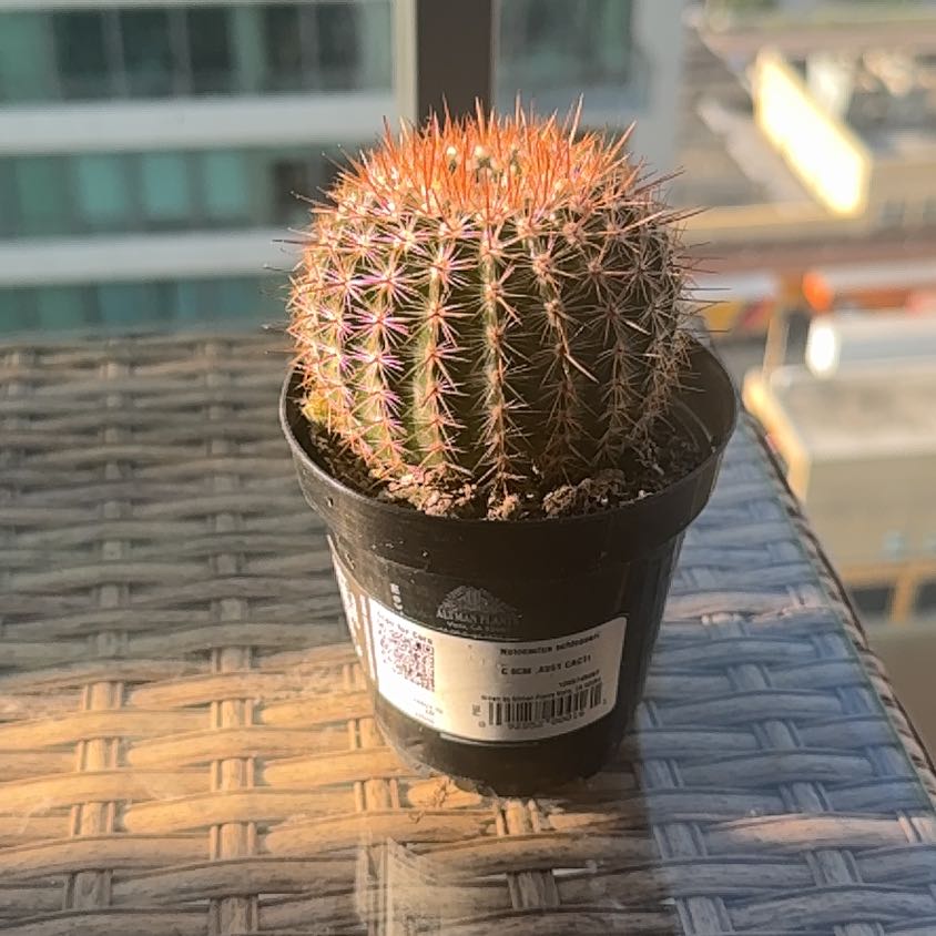 Photo of the plant species Cinnamon Cactus by @KookyChosmo32 named Spikes on Greg, the plant care app