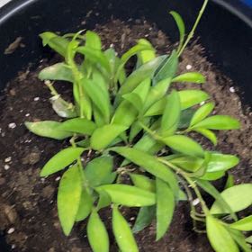 Photo of the plant species Sweet Alyssum by @DynamoMaypop69 named Prince on Greg, the plant care app
