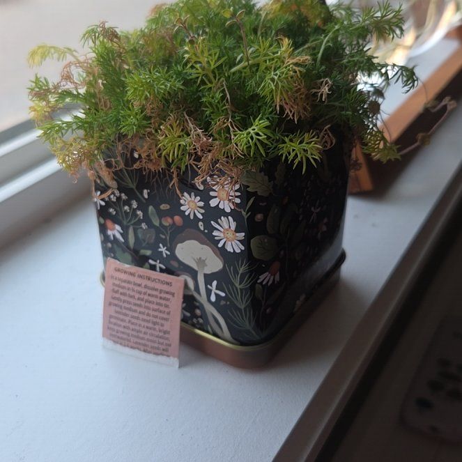 Photo of the plant species Matricaria Chamomilla by @Mysheepy named Chami on Greg, the plant care app