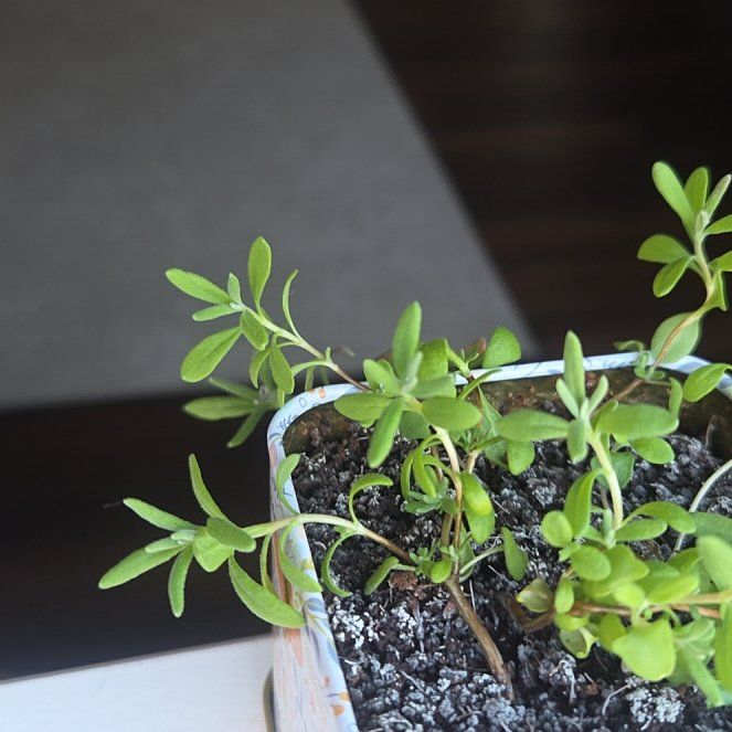 Photo of the plant species Lavendar by @Mysheepy named Violet on Greg, the plant care app