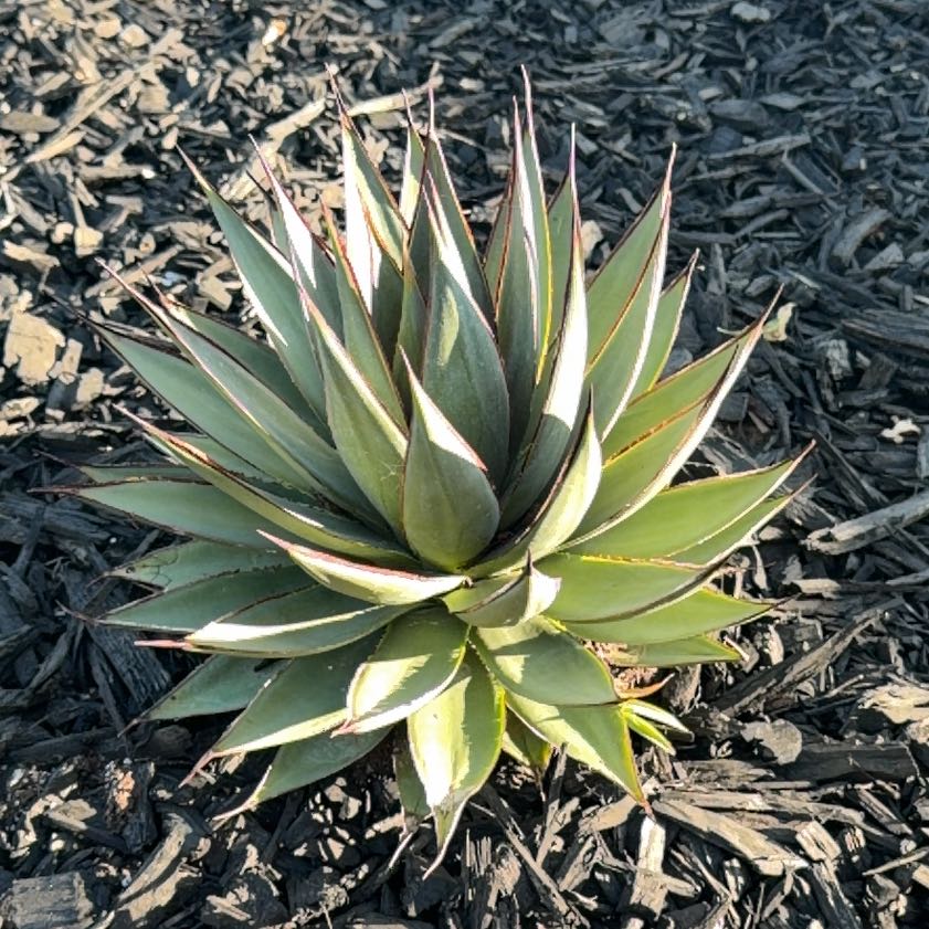 Photo of the plant species Agave Shawii by @CoolViolet16 named Captain Plant-it on Greg, the plant care app