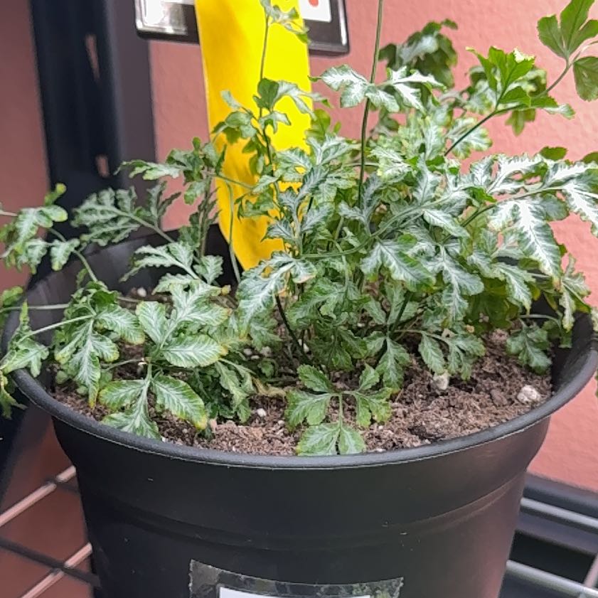 Photo of the plant species Pteris Ensiformis by @BrinksMaam named Astrid on Greg, the plant care app