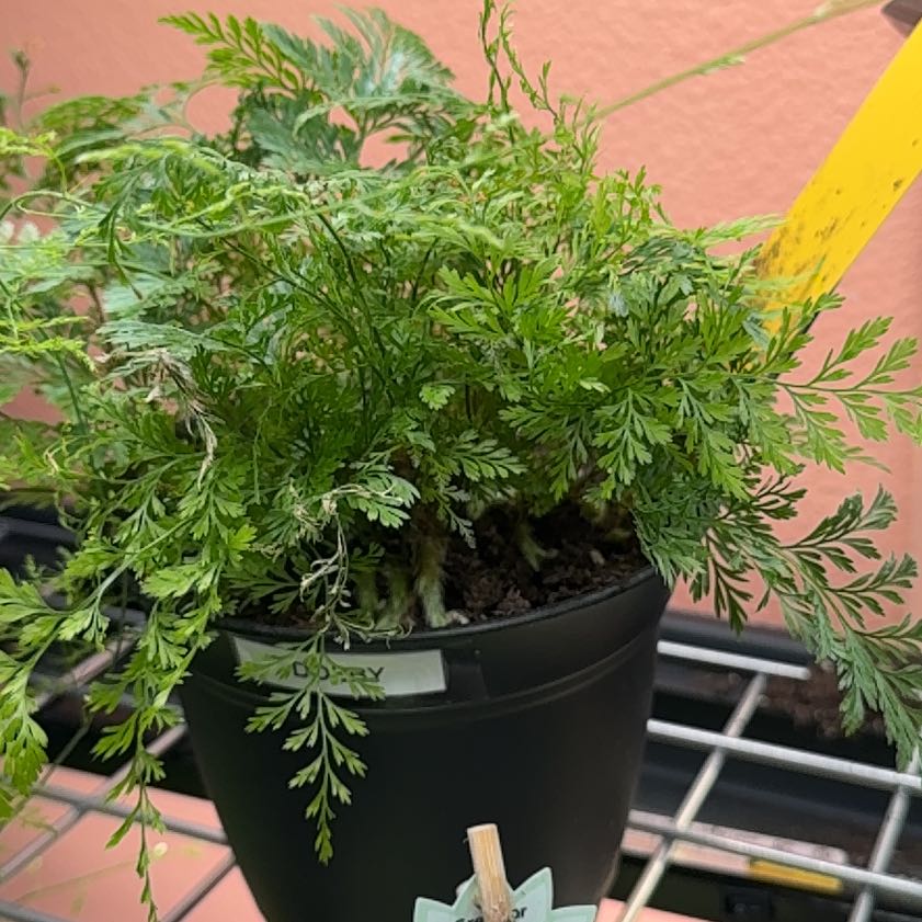 Photo of the plant species Black Spleenwort by @BrinksMaam named Dobby on Greg, the plant care app