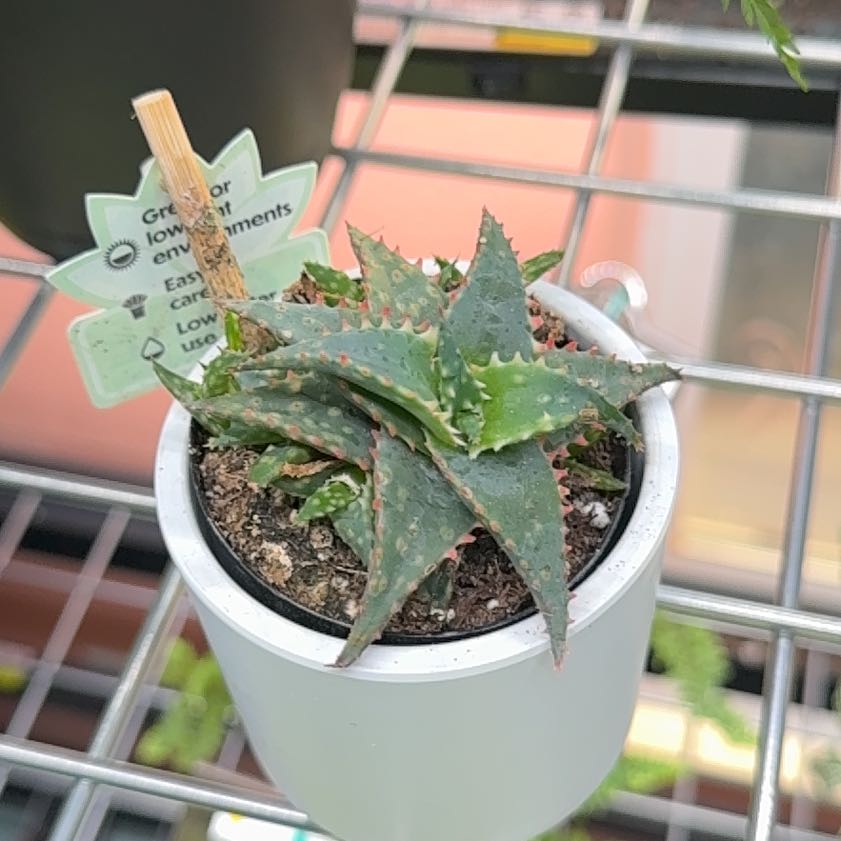 Photo of the plant species Aloe 'Christmas Carol' by @BrinksMaam named Queenie on Greg, the plant care app