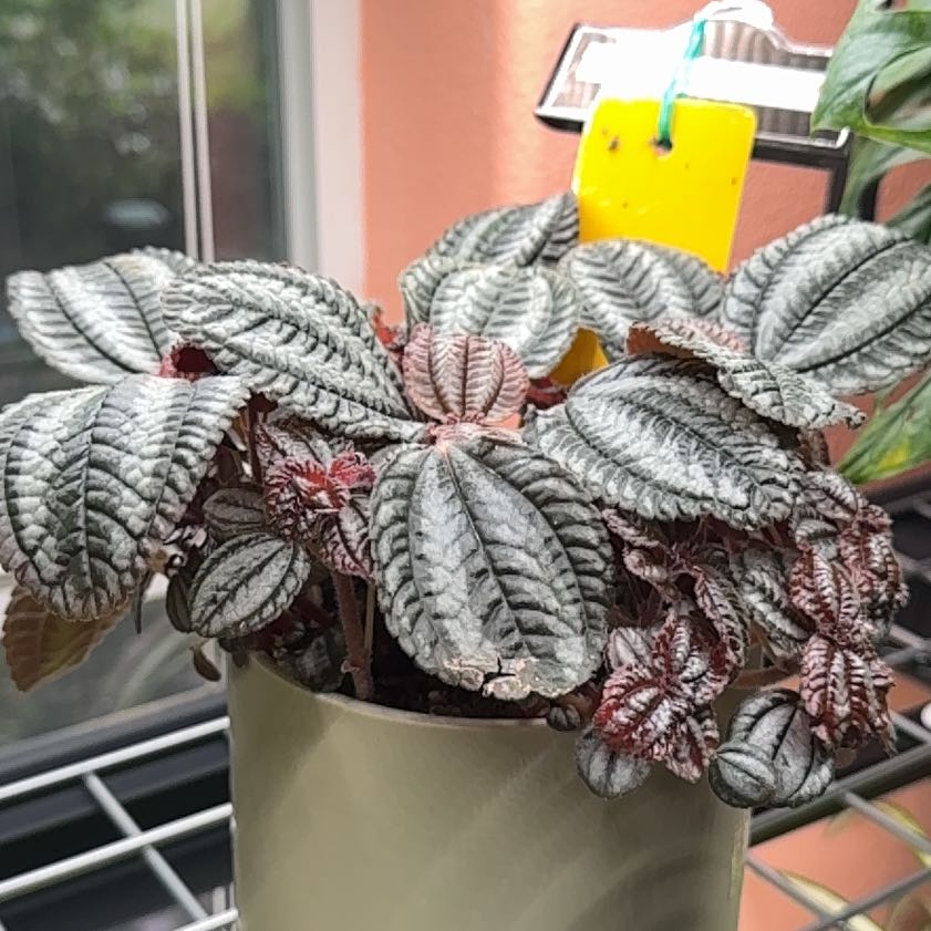 Photo of the plant species Silver Friendship Plant by @BrinksMaam named Adara on Greg, the plant care app