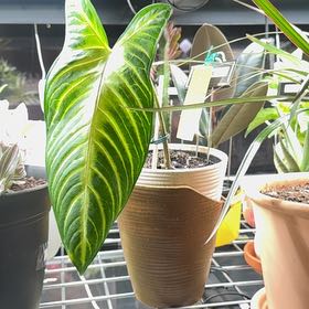 Photo of the plant species Caladium lindenii 'Magnificum' by @BrinksMaam named Monte on Greg, the plant care app