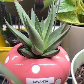 Photo of the plant species Haworthia savanna by @BrinksMaam named Savanna on Greg, the plant care app