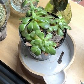 Photo of the plant species Echeveria Ron Evans by @BrinksMaam named Coco on Greg, the plant care app