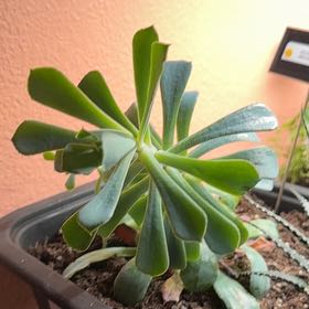 Photo of the plant species Echeveria by @BrinksMaam named Mona on Greg, the plant care app