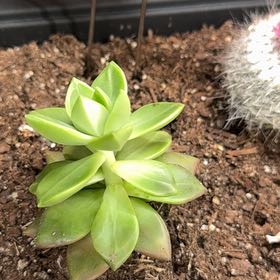 Photo of the plant species Graptosedum 'Bronze' by @BrinksMaam named Rozina on Greg, the plant care app