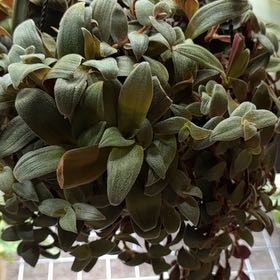 Photo of the plant species Teddy Bear Vine by @BrinksMaam named Agatha “Aggie” on Greg, the plant care app