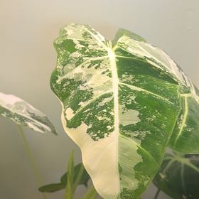 Photo of the plant species Variegated Alocasia frydek by @BigCorncob68 named Sol on Greg, the plant care app