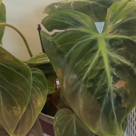 Photo of the plant species Philodendron El Choco Red by @BigCorncob68 named Plato on Greg, the plant care app