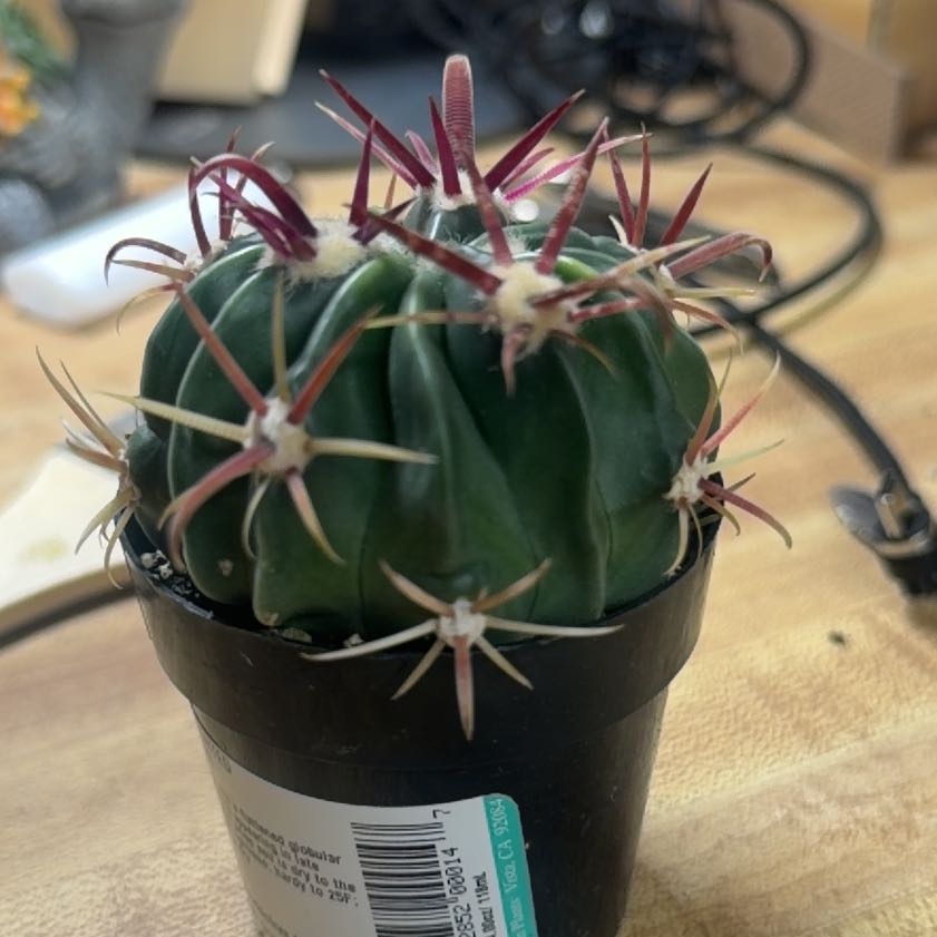 Photo of the plant species Devil's Pincushion by @FabFicus69 named Daphne on Greg, the plant care app