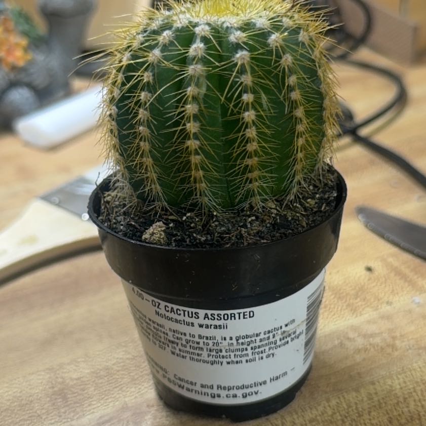 Photo of the plant species Notocactus warasii by @FabFicus69 named Sproutacus on Greg, the plant care app