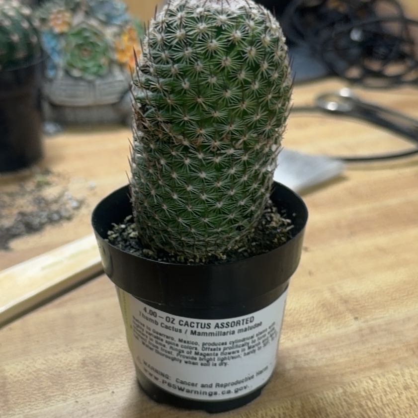 Photo of the plant species Coryphantha erecta by @FabFicus69 named Nemo on Greg, the plant care app