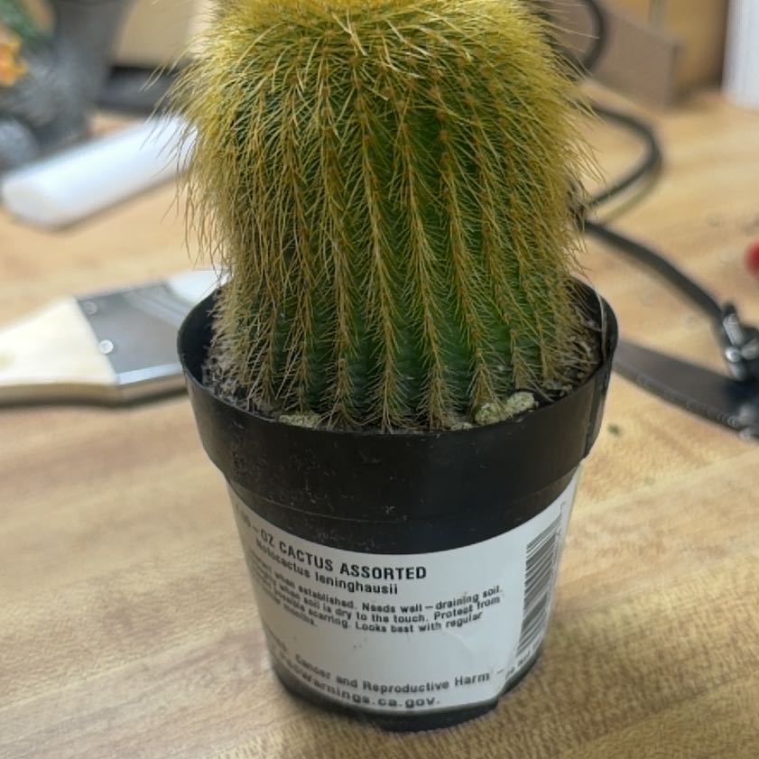 Photo of the plant species Notocactus leninghausii by @FabFicus69 named Queen on Greg, the plant care app