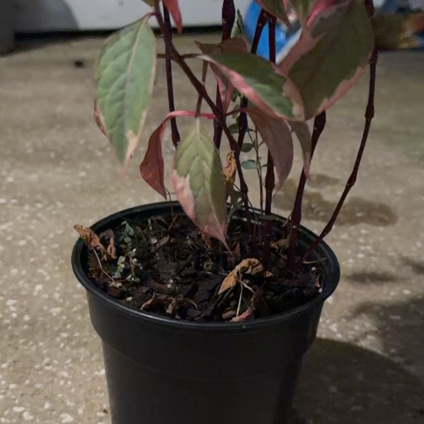 Photo of the plant species Brazilian Joyweed by @ComicBetel44 named Denali on Greg, the plant care app