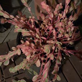 Photo of the plant species Portulaca Umbraticola by @FamedMaitake69 named Einstein on Greg, the plant care app