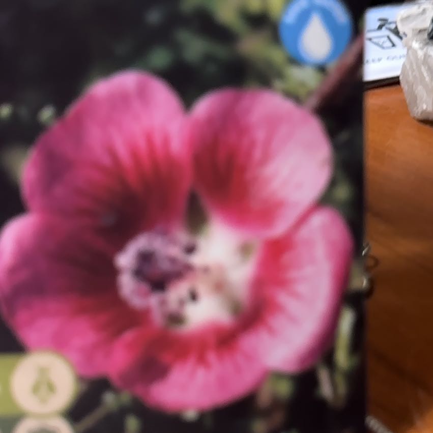 Photo of the plant species African mallow by @YiftGasplant53 named Wall-E on Greg, the plant care app