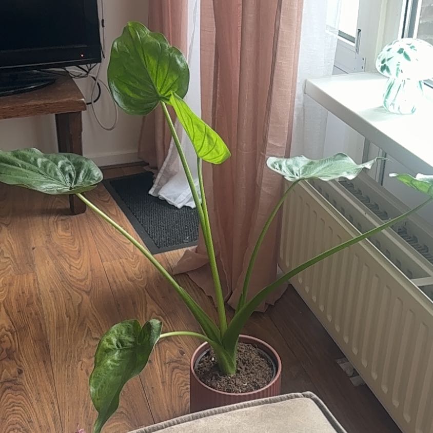 Photo of the plant species New Guinea Shield by @WiredPinebush67 named Olifantje on Greg, the plant care app
