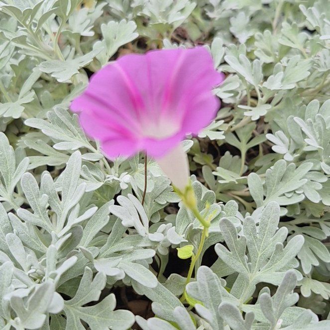Photo of the plant species Purple Morning Glory by @JuicyOricad10 named Naomi on Greg, the plant care app
