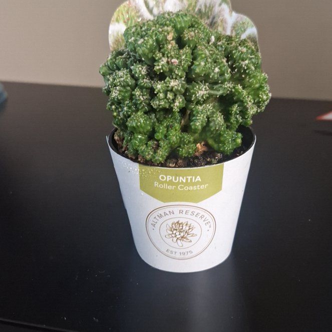 Photo of the plant species Roller Coaster by @PeerlessOmnom58 named Sherlock on Greg, the plant care app