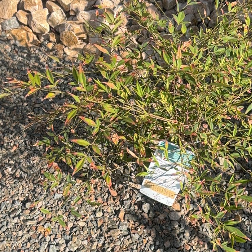 Photo of the plant species Sacred Bamboo by @WinsomeGollum26 named Aristotle on Greg, the plant care app
