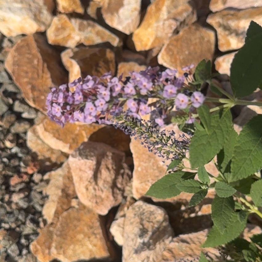 Photo of the plant species Orange Eye by @WinsomeGollum26 named Sproutacus on Greg, the plant care app