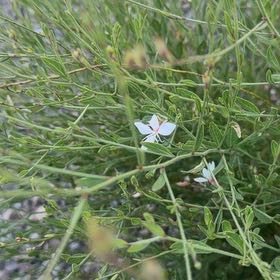 Photo of the plant species Oenothera Lindheimeri by @WinsomeGollum26 named Sahara on Greg, the plant care app