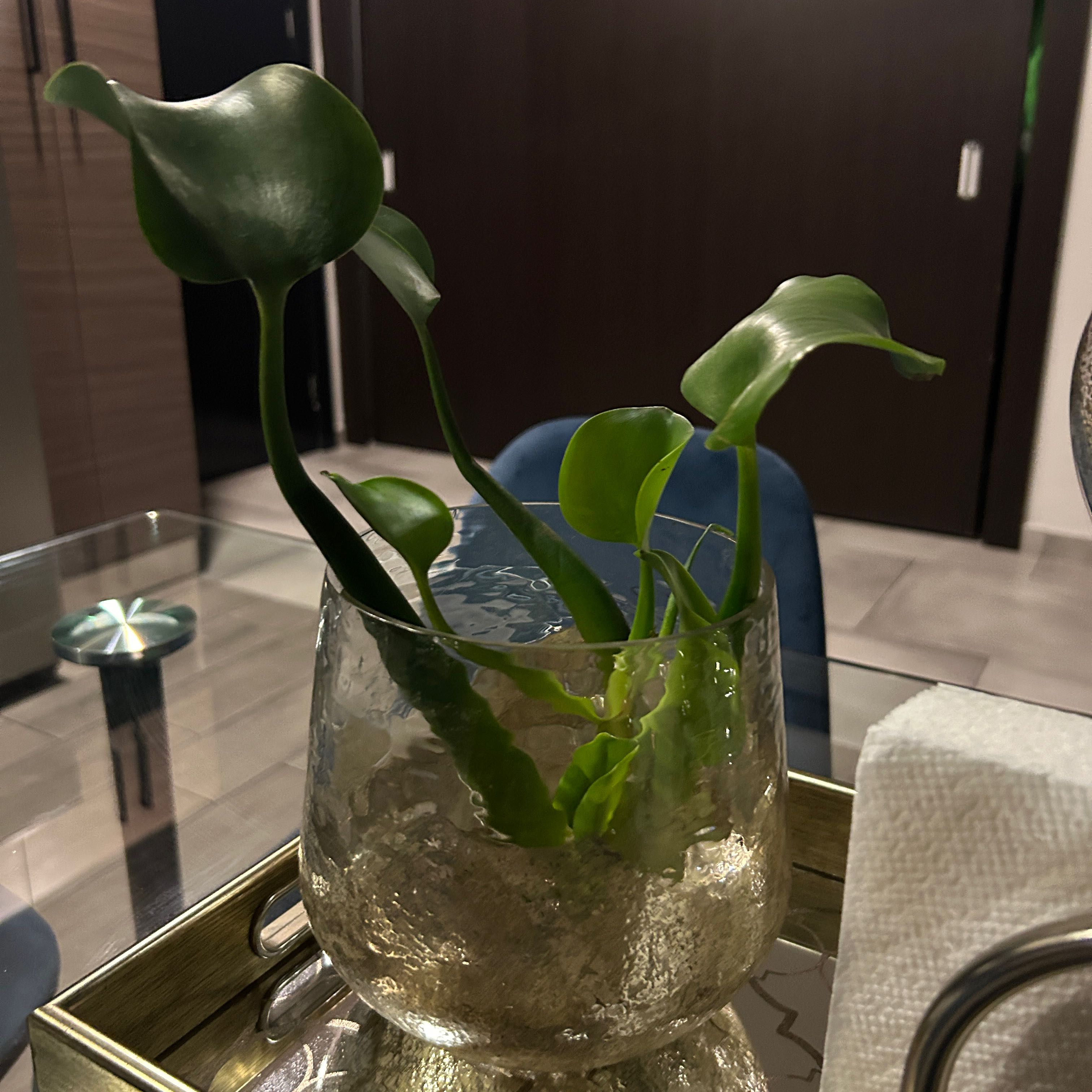 Photo of the plant species Pontederia Crassipes by @PurePinusmugo56 named Willow on Greg, the plant care app