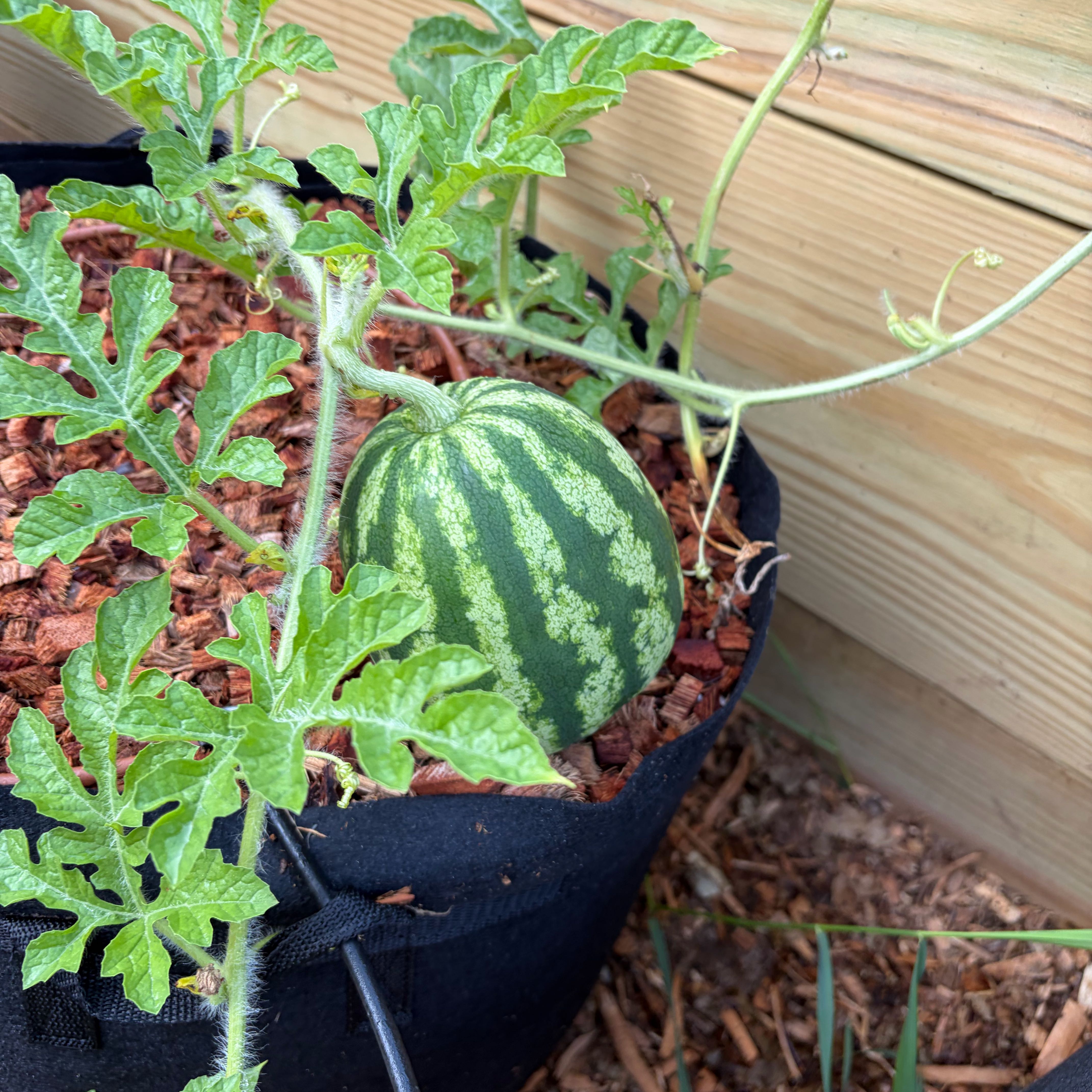 Photo of the plant species Watermelon by @GiftedSunstar17 named Xena on Greg, the plant care app