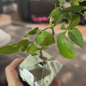 Photo of the plant species Black Elderberry by @ImpishPomelo56 named Spike Leaves on Greg, the plant care app