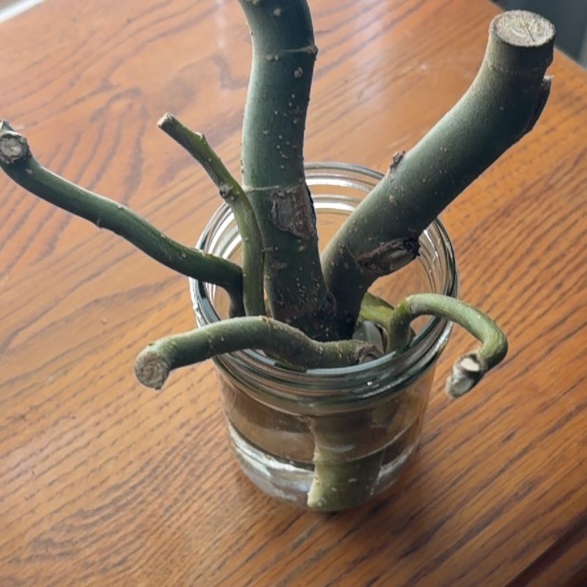 Photo of the plant species Bonsai by @NewRoussea63 named Lavender on Greg, the plant care app