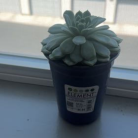 Photo of the plant species Echeveria 'Arctic Ice' by @StockyYellowgum named Orwell on Greg, the plant care app