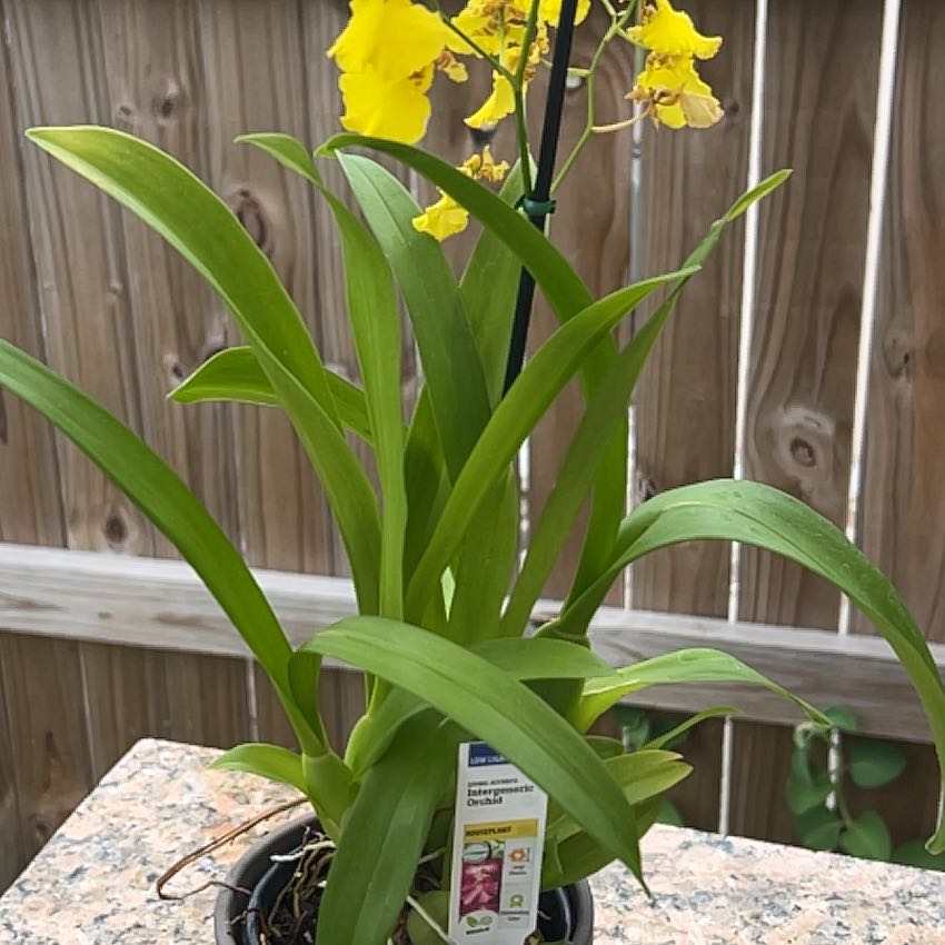 Photo of the plant species Dancing-Lady Orchid by @MoneyedPothos67 named Yellow-K on Greg, the plant care app
