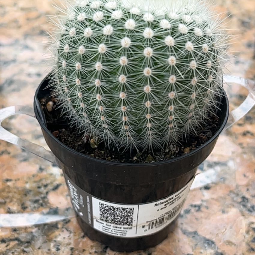 Photo of the plant species Owl's Eye Cactus by @MoneyedPothos67 named Denali on Greg, the plant care app