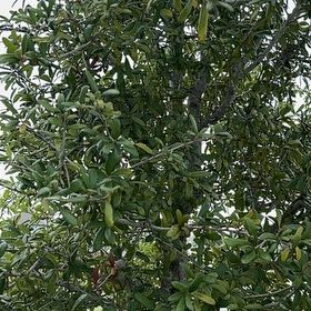Photo of the plant species Southern Live Oak by @ShinyMugwort23 named Lebron on Greg, the plant care app