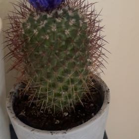 Photo of the plant species Mammillaria Melanocentra by @SelectSalal29 named Darwin on Greg, the plant care app