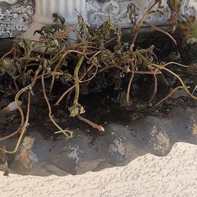 Photo of the plant species Mint by @CrucialDuwei86 named Wall-E on Greg, the plant care app