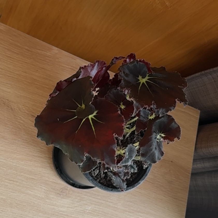 Photo of the plant species Begonia 'Black Mamba' by @TopMango20 named Doja Cat on Greg, the plant care app