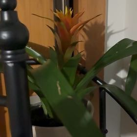 Photo of the plant species King of the Bromeliads by @TopMango20 named Bigleef Smalls on Greg, the plant care app